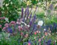 salvia combineren met Astrantia