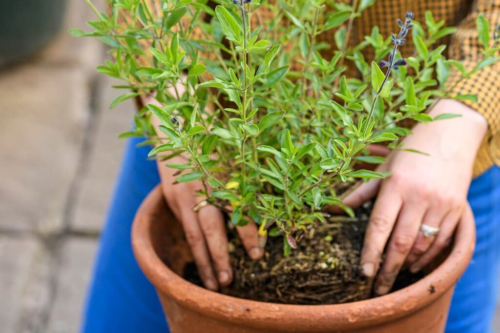 salvia planten
