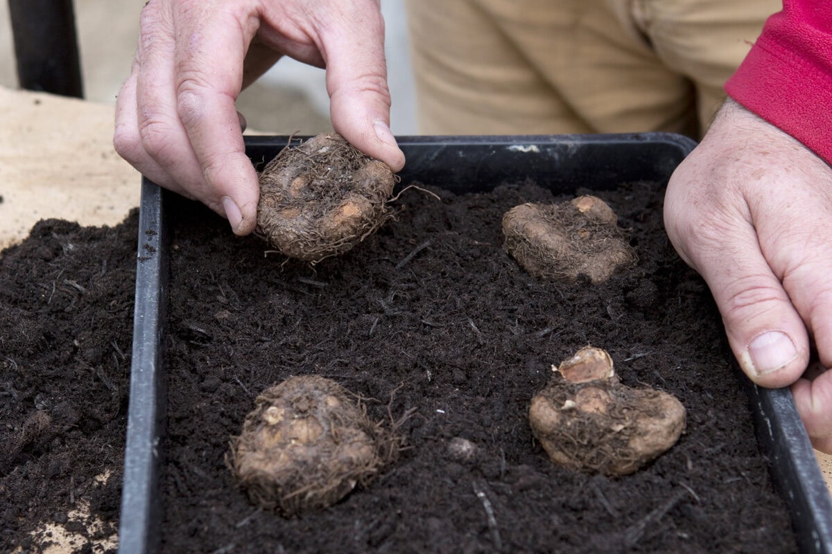 Iemand legt begoniaknollen in een bak zand.