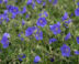 Geranium Brookside