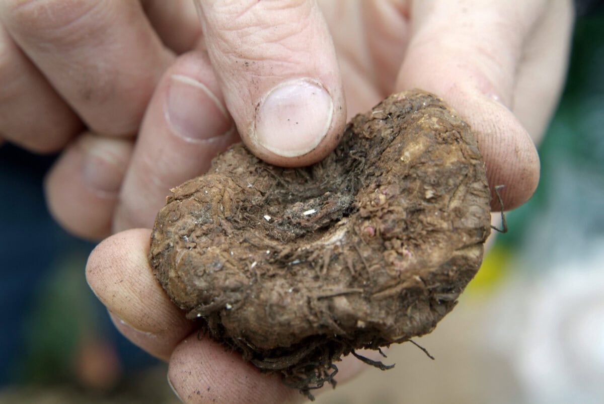 De knol van de begonia.