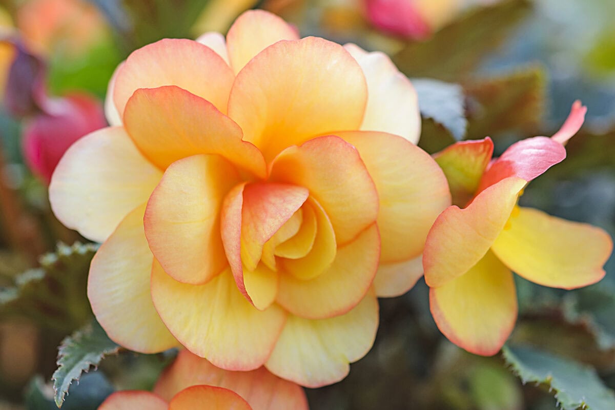 De abrikooskleurige bloem van de knolegonia 'Apricot shades'