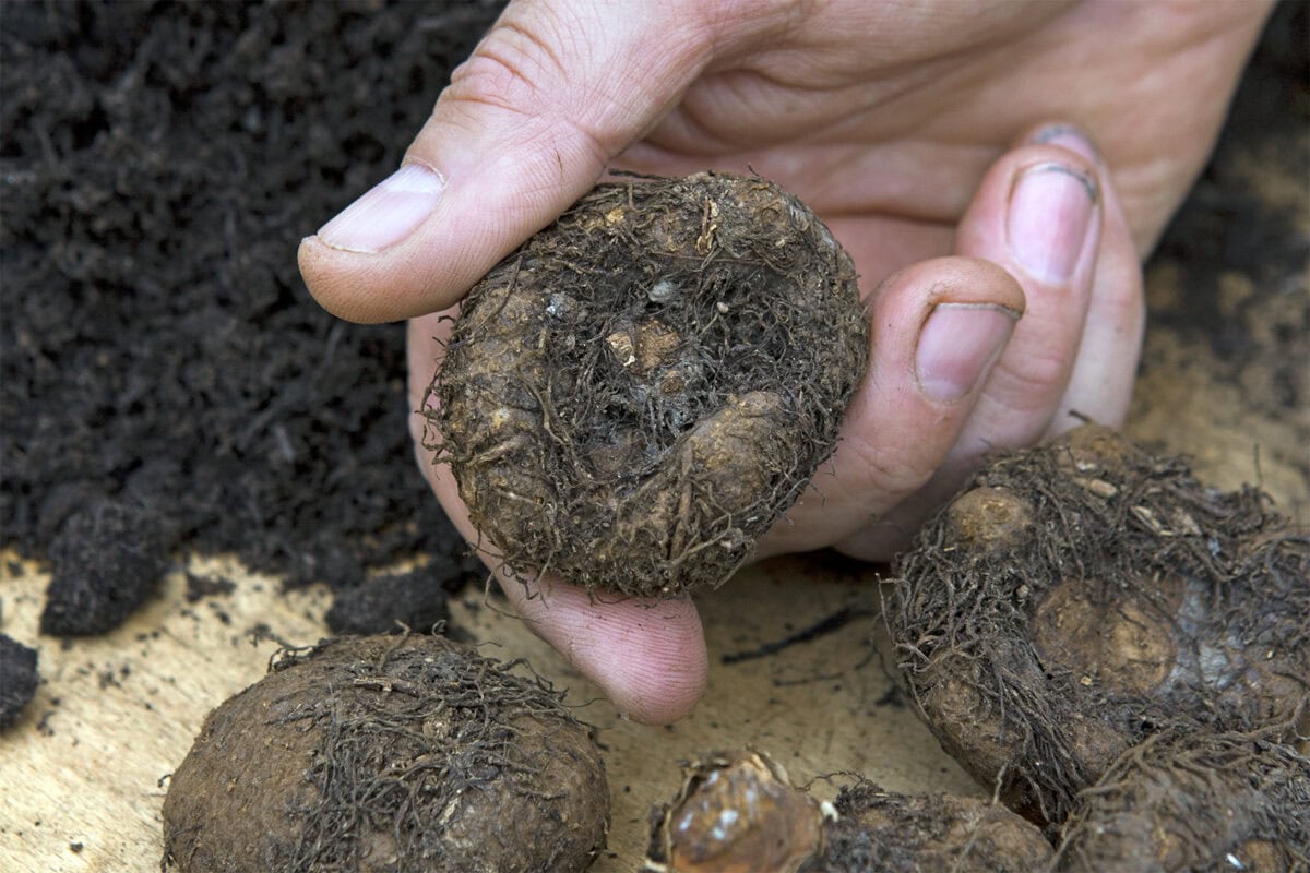 Iemand houdt een knol van de begonia vast, die is opgegraven.