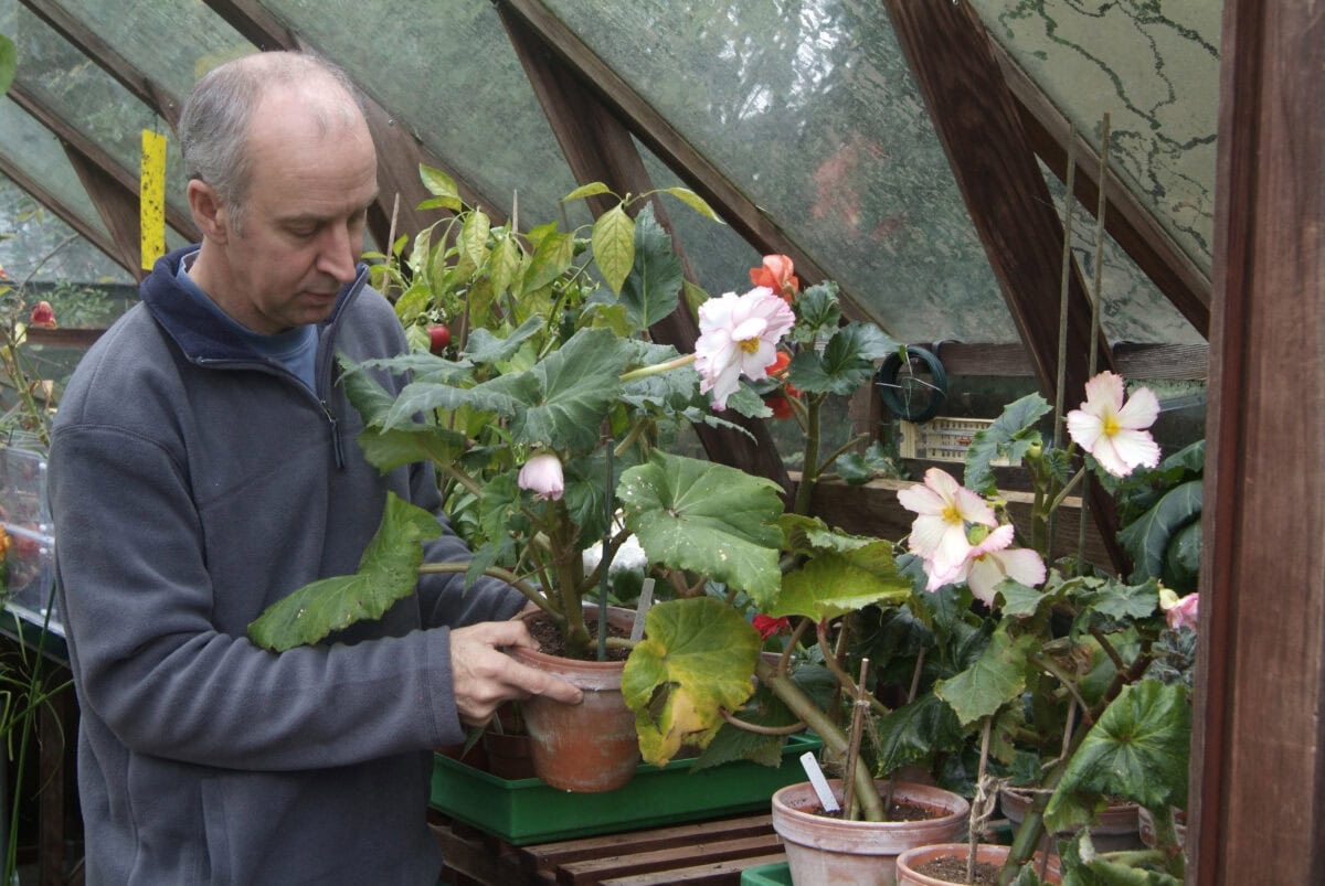 Man brengt begonia's naar binnen.