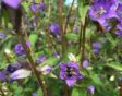 Ruig klokje bloem paars met klokjesdikpootbij