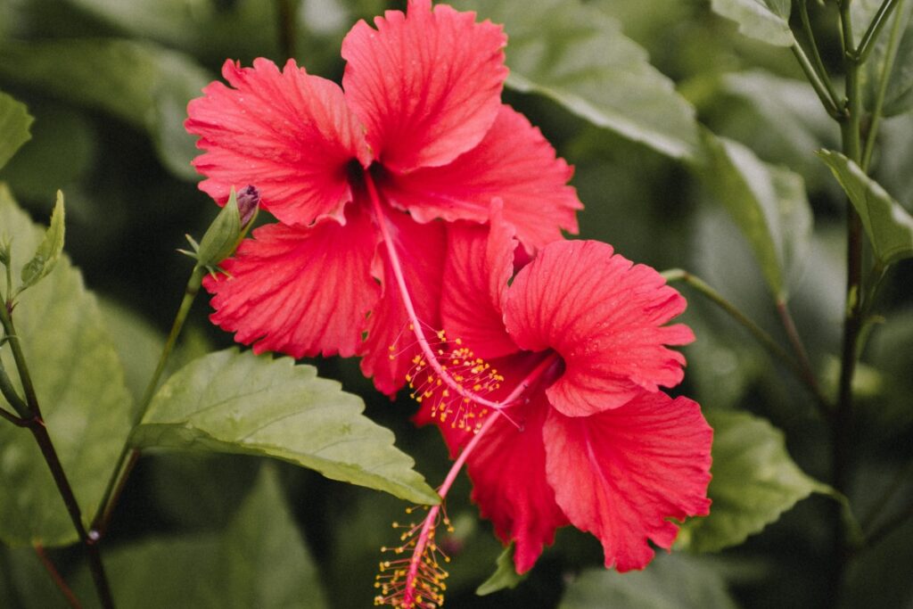 Tropische hibiscus of Chinese roos vraagt specifieke verzorging, maar beloont dan ook met mooie bloemen