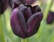 Op zoek naar donkere tulpen? Probeer de tulp 'Café Noir'