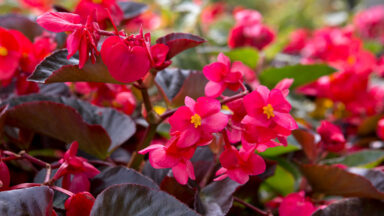 Roze-rode bloeiende begonia's