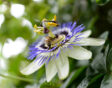 passiebloem bij