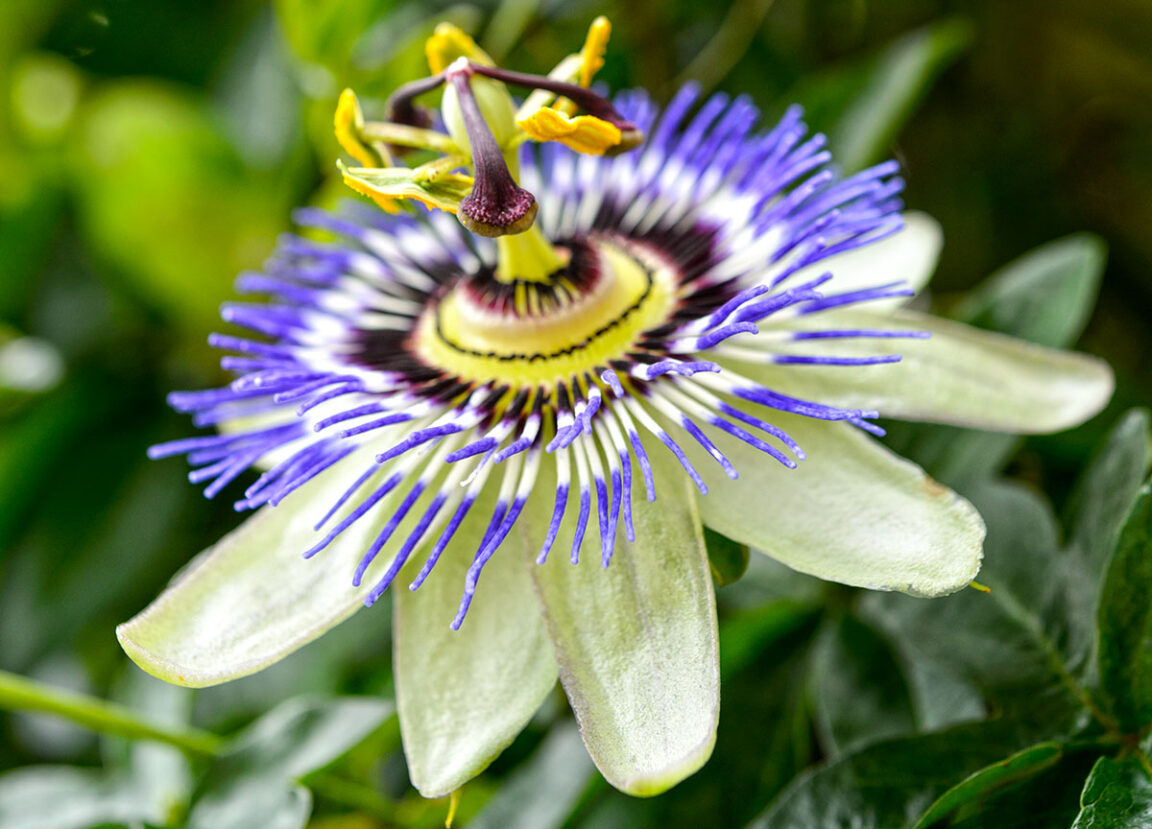 passiebloem-passiflora-standplaats-stekken-overwinteren