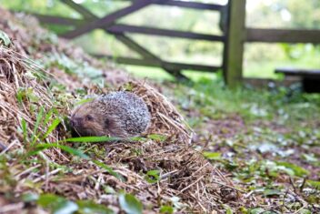 Afbeelding voor Dit is waarom je beter niet te veel snoeit in oktober