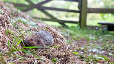 thumbnail voor Dit is waarom je beter niet te veel snoeit in oktober