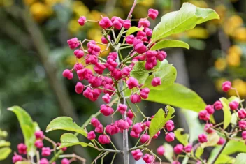 Euonymys europaeus, wilde kardinaalsmuts