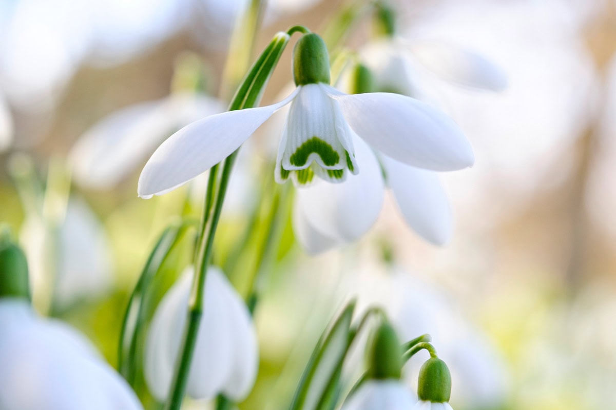 Sneeuwklokje Galanthus 'S. Arnott'.