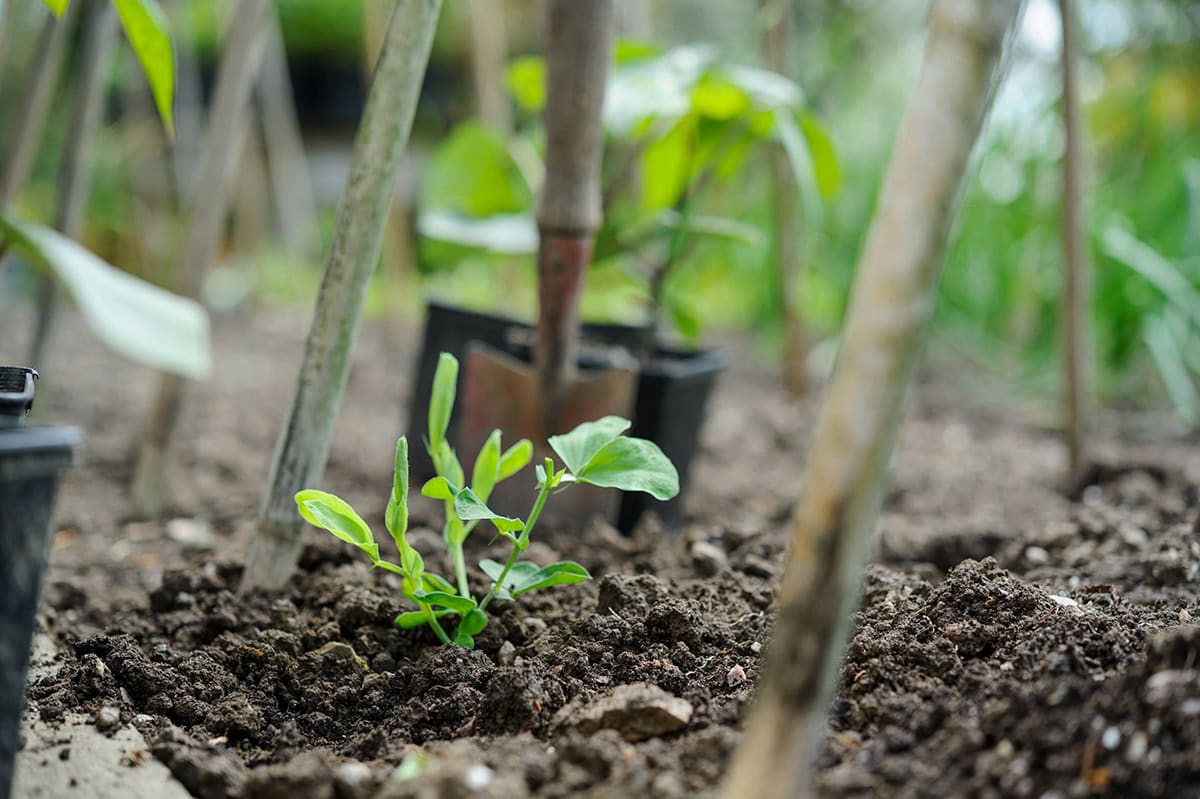 Groene plant in bodem bij stokken
