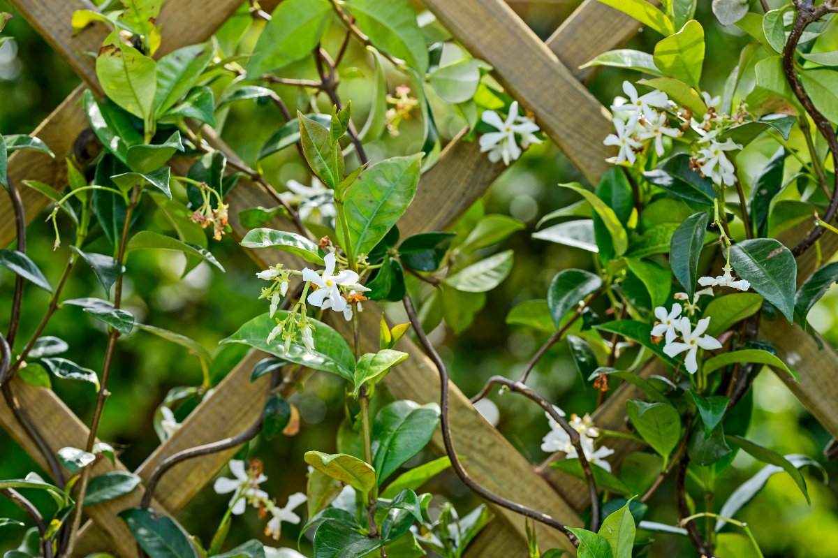 Trachelospermum jasminoides (Toscaanse Jasmijn) geel 70 cm - Tas Trachelospermum jasminoides (Toscaanse Jasmijn) geel 70 cm - Tas