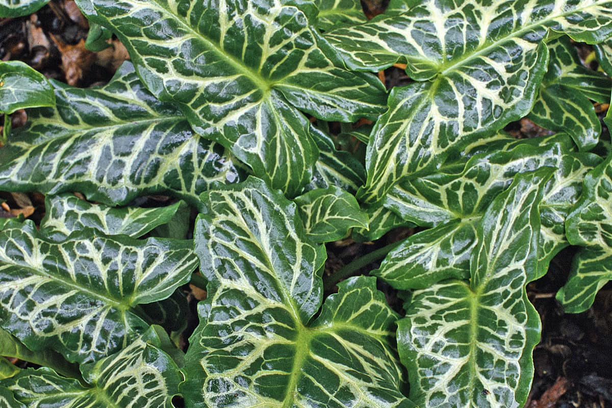 De groene bladeren met mooie tekening van Arum italicum 'Marmoratum'.