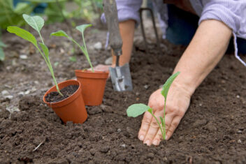 bloemkool uitplanten