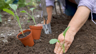 bloemkool uitplanten