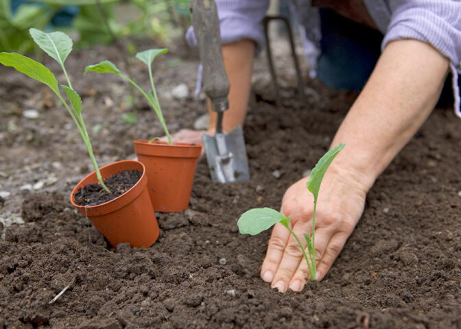 bloemkool uitplanten