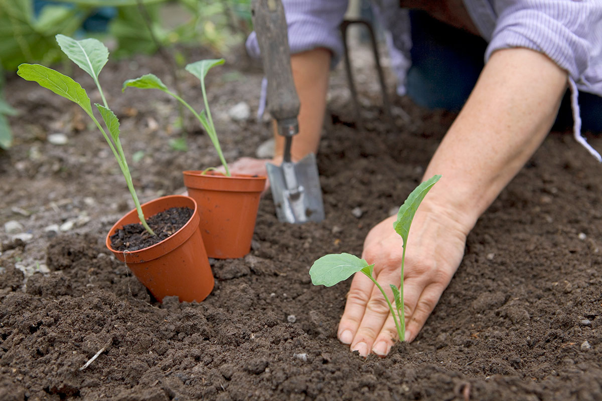 bloemkool uitplanten