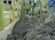 heg met kale wortels planten