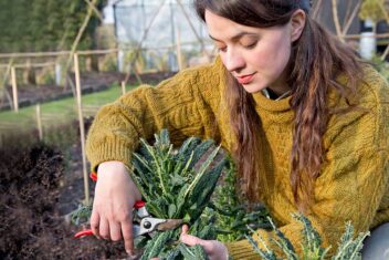 Vrouw knipt bladeren van palmkoolplant,