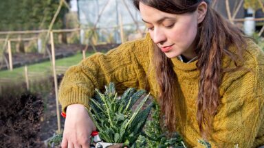Vrouw knipt bladeren van palmkoolplant,