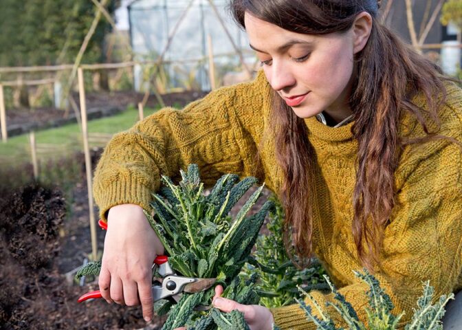 Vrouw knipt bladeren van palmkoolplant,