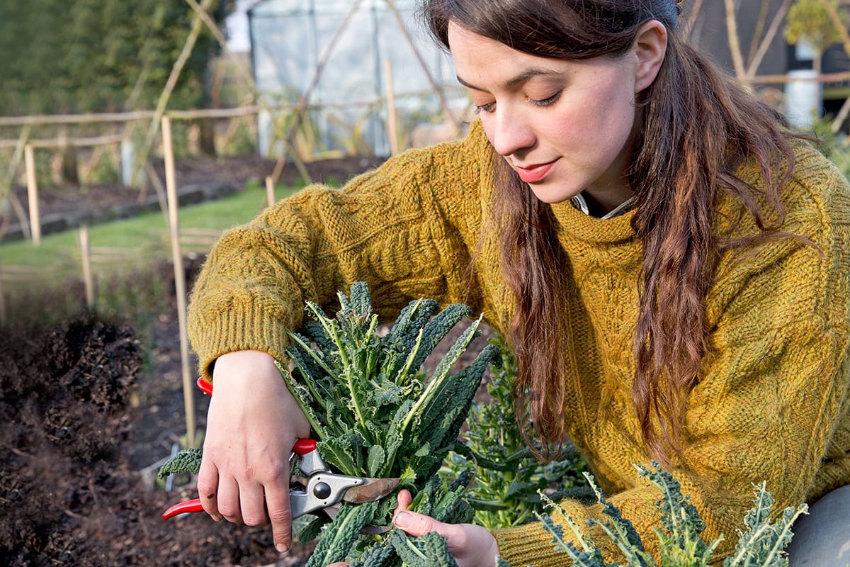 Vrouw knipt bladeren van palmkoolplant,