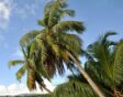 Van de verschillende soorten palm is kokospalm misschien wel het bekendst