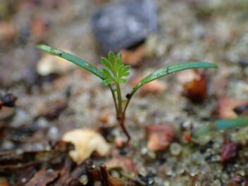 Eerst verschijnen twee sprieten en dan zie je het bekende wortelloof bij Daucus carota. Zo kun je deze zaailingen herkennen