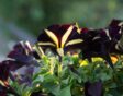 Petunia 'Phantom' is een van de meer opvallende soorten petunia