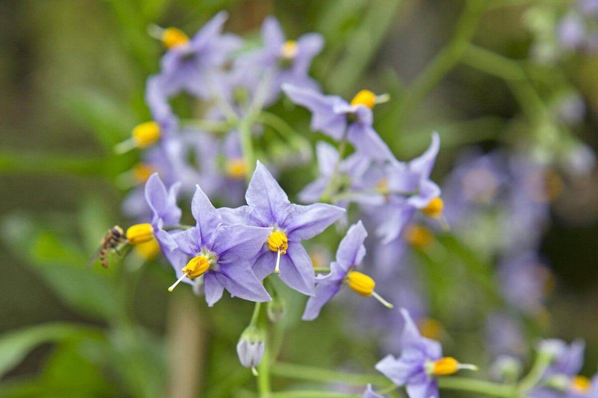 De paarse bloemen met een geel bloemhart van de Solanum crispum.