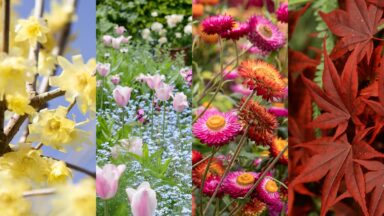 thumbnail voor Het hele jaar kleur in de tuin? Begin nu met plannen