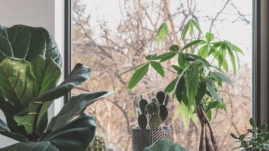Kamerplanten die op de vensterbank staan.