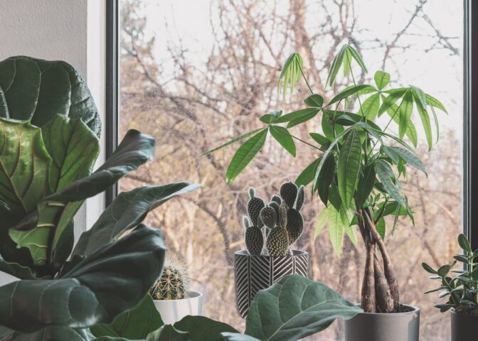 Kamerplanten die op de vensterbank staan.