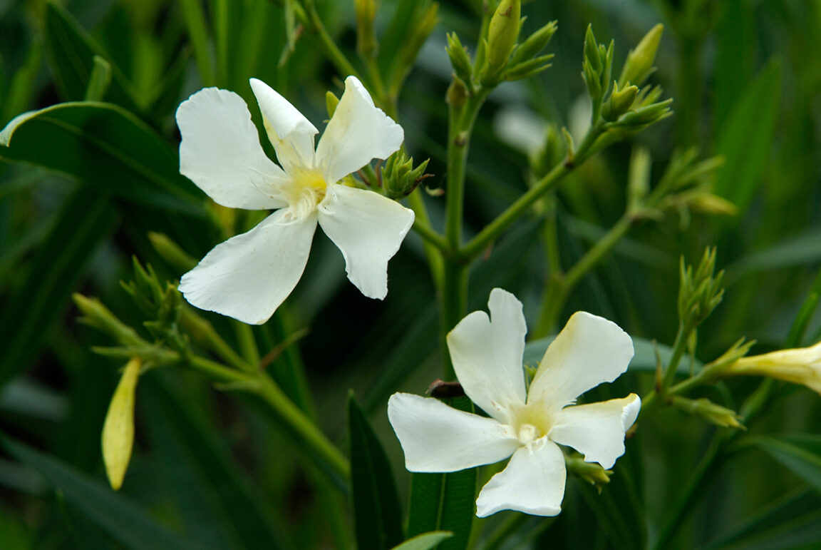 oleander witgeel