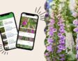 planten herkennen apps