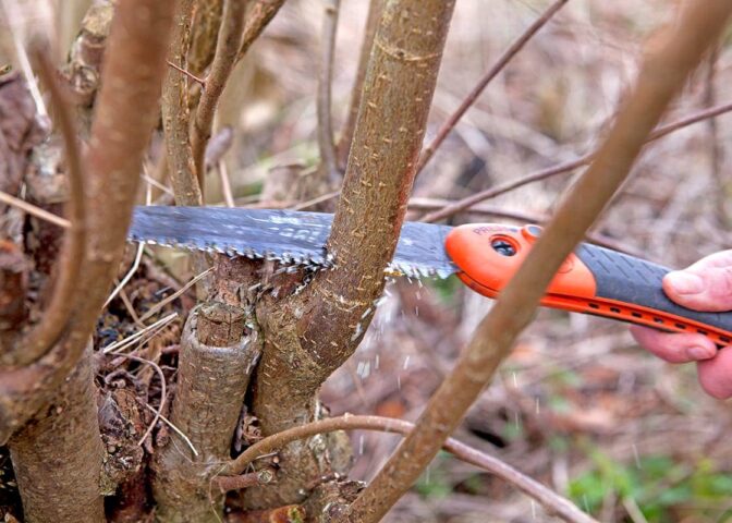 Iemand knot wilgen met een boomzaag.