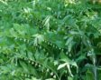Gewone salomonszegel of Polygonatum