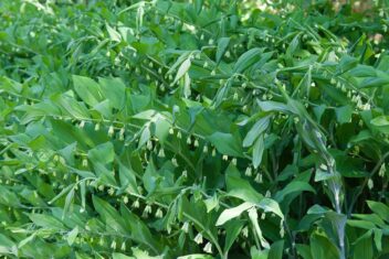 Gewone salomonszegel of Polygonatum