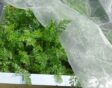 Je kunt insectennetten ook draperen over je planten.