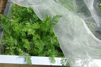 Je kunt insectennetten ook draperen over je planten.