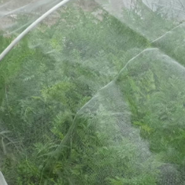 insectengaas kopen? gaas tegen insecten en slakken in de de moestuin