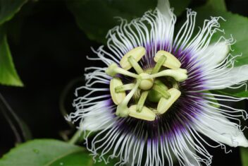 Passiflora edulis is een van de vele mooie soorten passiebloem.
