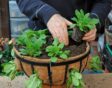 Petunia planten in hangmanden past goed bij bepaalde petunia-soorten.
