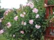 De zachtrose Rosa Checkmate in een tuin, voorde schutting.