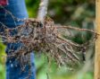Een van de tuinklussen voor februari is het planten van bomen met kale wortels.