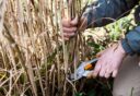 Snoei bladverliezende siergrassen voor de nieuwe groei opkomt.